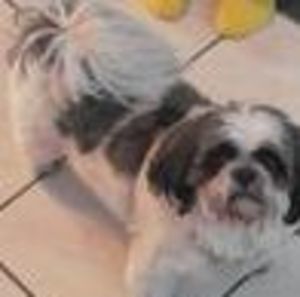 Meet your Posher, Susie